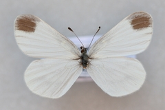 Leptidea juvernica