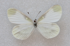Leptidea juvernica