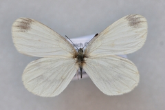Leptidea juvernica
