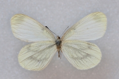 Leptidea juvernica