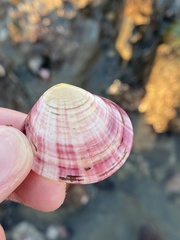 Semele rubropicta