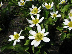 Caltha leptosepala