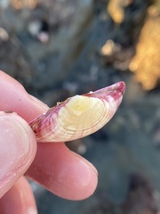 Semele rubropicta