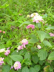 Lantana trifolia