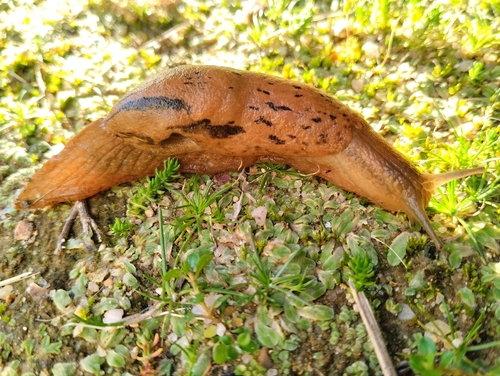 Drusia valenciennii