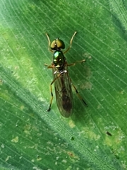 Sargus fasciatus
