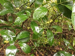 Euonymus atropurpureus