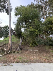 Acacia