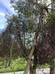 Acacia
