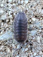 Porcellio incanus