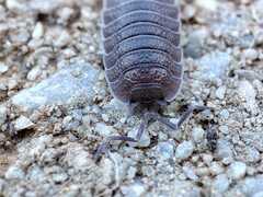 Porcellio incanus