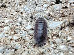 Porcellio incanus
