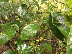 Euonymus atropurpureus