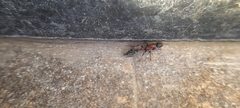 Tetraponera rufonigra