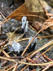 Xylaria hypoxylon