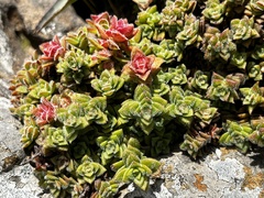 Crassula setulosa