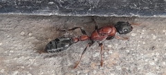 Tetraponera rufonigra