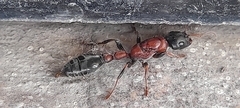 Tetraponera rufonigra