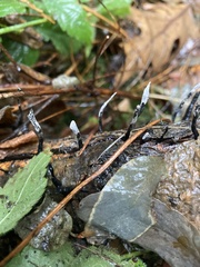 Xylaria hypoxylon