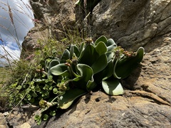 Haemanthus humilis hirsutus