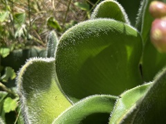 Haemanthus humilis hirsutus
