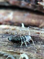 Lepisma baeticum