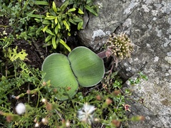 Haemanthus humilis hirsutus