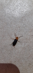 Coleoptera
