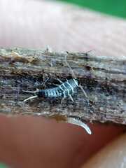 Lepisma baeticum