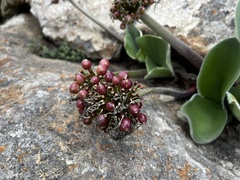 Haemanthus humilis hirsutus