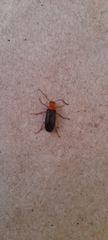 Coleoptera