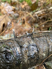 Xylaria hypoxylon