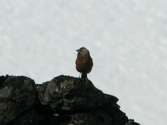 Leucosticte tephrocotis