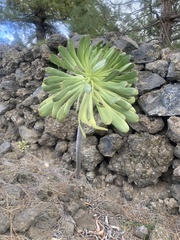 Aeonium urbicum image