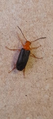 Coleoptera