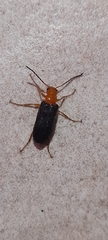 Coleoptera