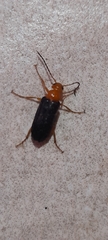 Coleoptera