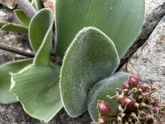 Haemanthus humilis hirsutus