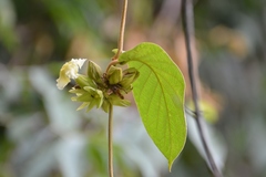 Prestonia mexicana