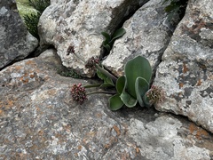 Haemanthus humilis hirsutus