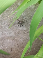 Diapontia uruguayensis