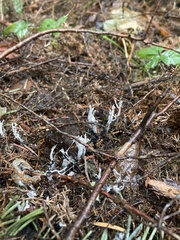Xylaria hypoxylon