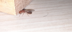 Solenopsis geminata
