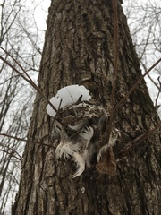 Poecile atricapillus