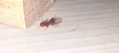 Solenopsis geminata