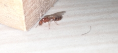 Solenopsis geminata