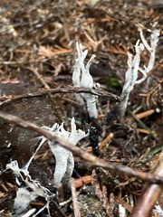 Xylaria hypoxylon