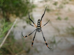 Trichonephila senegalensis