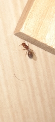 Solenopsis geminata