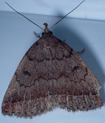 Zanclognatha jacchusalis